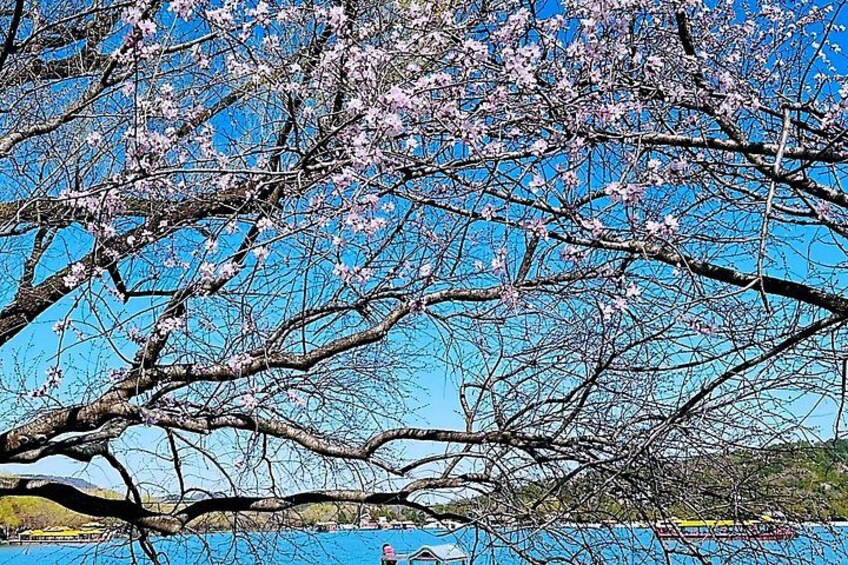 Un árbol con flores rosadas contra un cielo azul despejado. 5