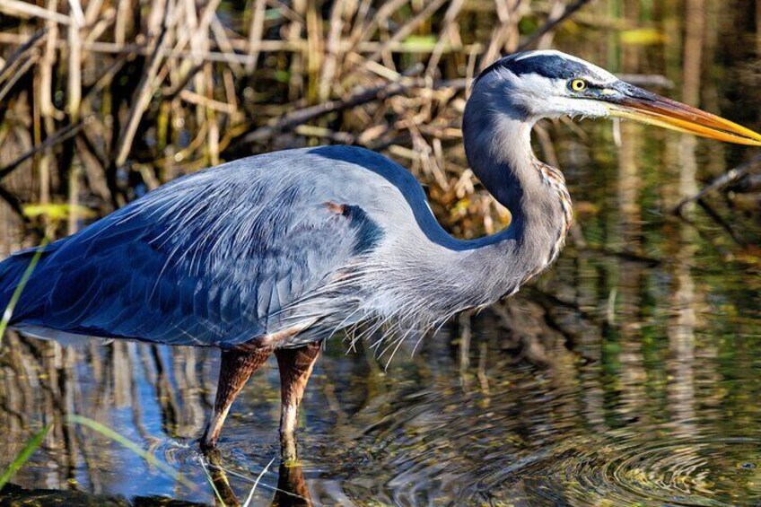A heron standing in shallow water with reeds in the background. 4