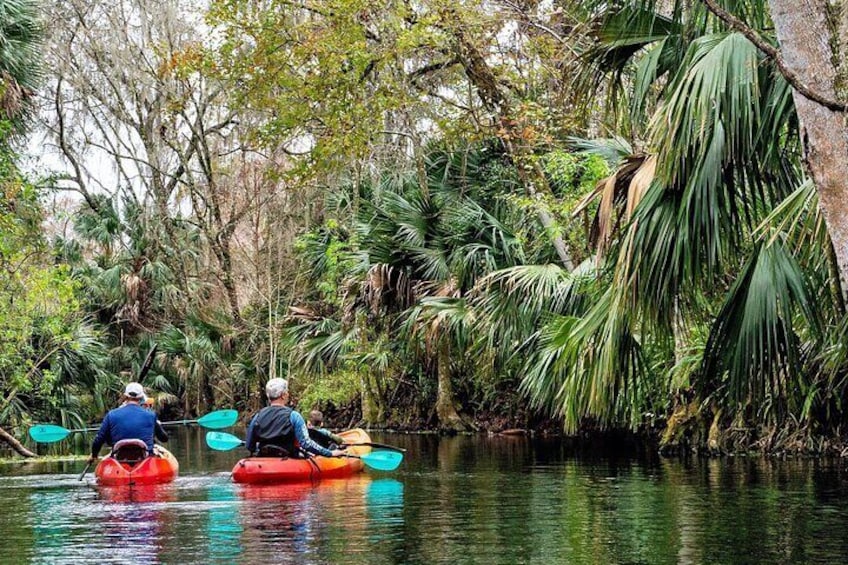 Two people kayaking on a calm river surrounded by dense tropical vegetation. 3