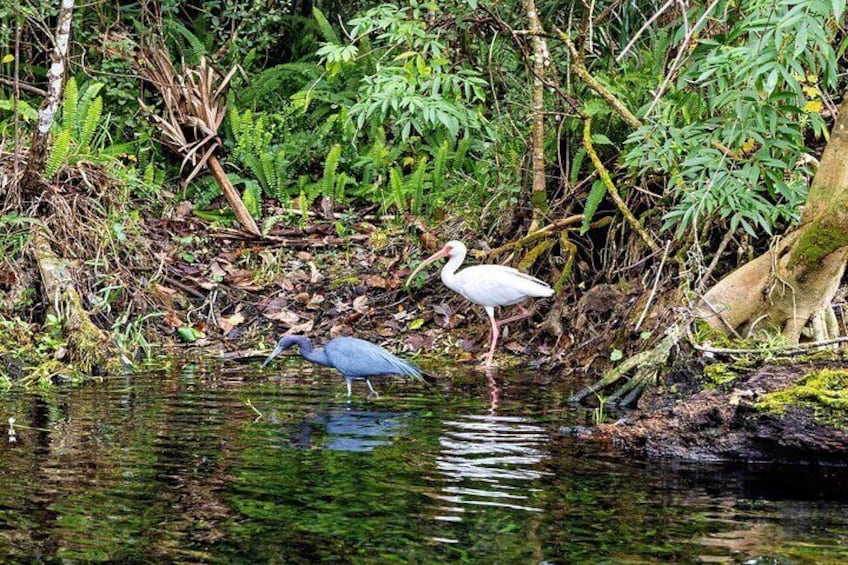 A white heron and a blue heron standing in a shallow water body surrounded by dense vegetation. 5
