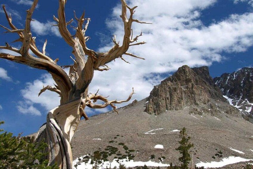 A dead tree with a rugged mountain in the background. 4