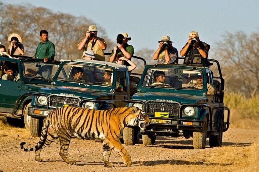 Jeep Safari in Ranthambore 1
