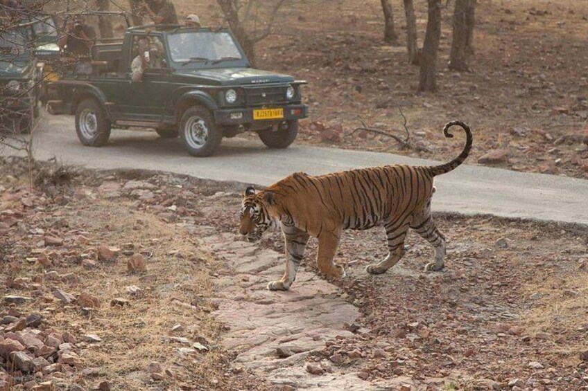 Tiger Sighting 2