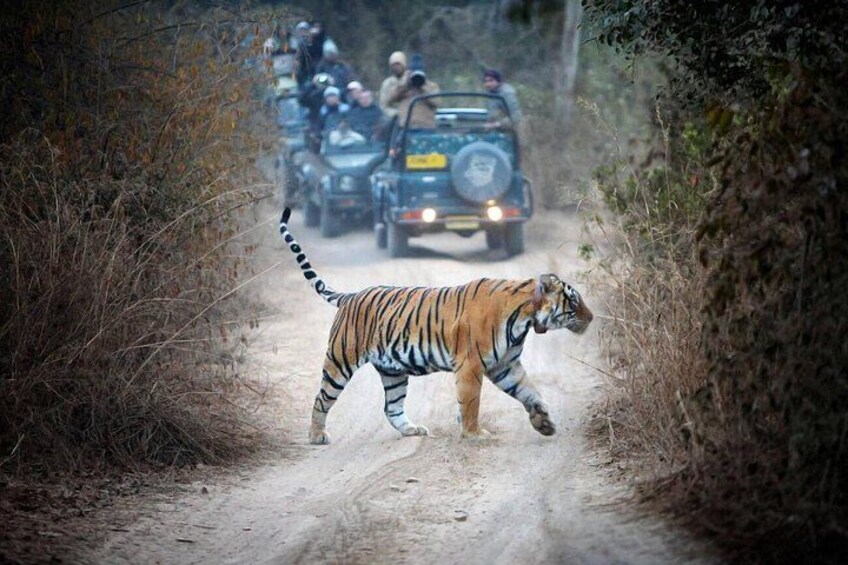 Tiger Safari in a Jeep 3