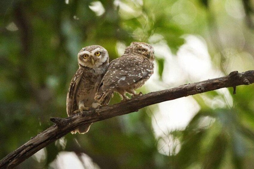 Owl 4