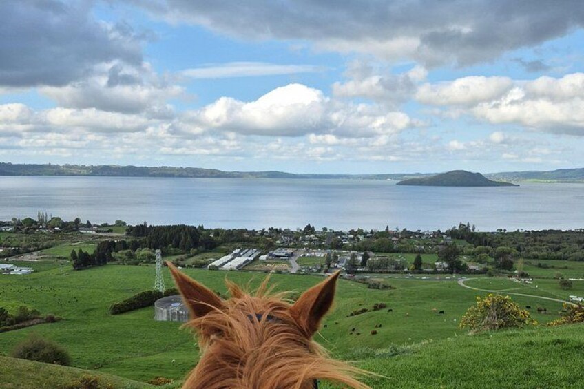 Het hoofd van een paard, een groen veld, een wateroppervlak en land in de verte. 1