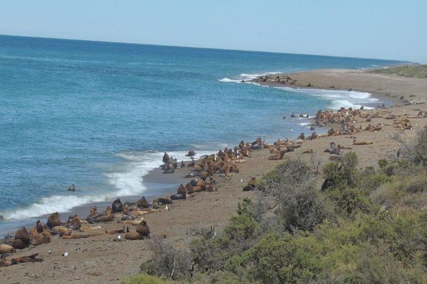 Una playa con lobos marinos descansando en la orilla y afloramientos rocosos en el agua. 4