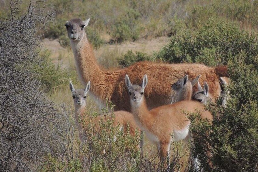 Una llama con su cría en un entorno natural y selvoso. 2