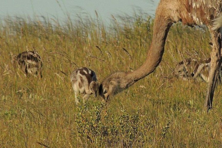 Una jirafa con una cría de jirafa en un campo cubierto de hierba. 5