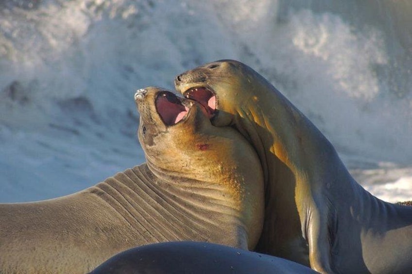 Dos lobos marinos con las bocas abiertas, quizás emitiendo sonidos, frente a un fondo de olas marinas. 1