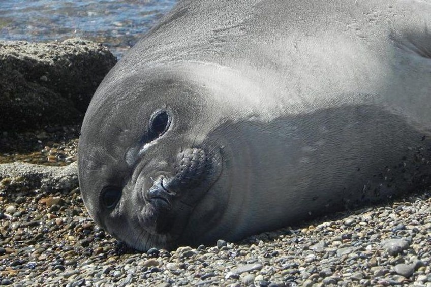 Una foca descansando sobre una costa rocosa. 3