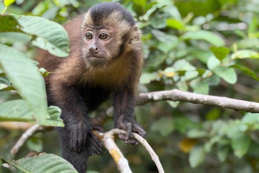 Iquitos: Full Day Monkey Island Adventure and More 4