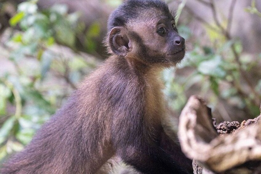 Iquitos: Full Day Monkey Island Adventure and More 3