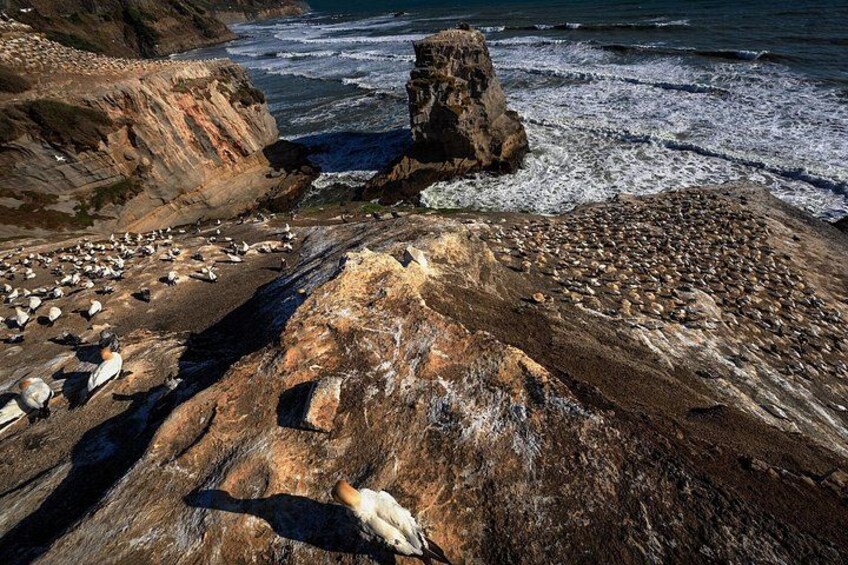 West Auckland Blacksand Beach Tour 4