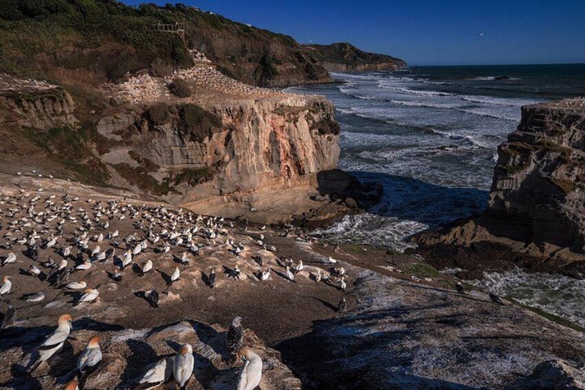 West Auckland Blacksand Beach Tour 3