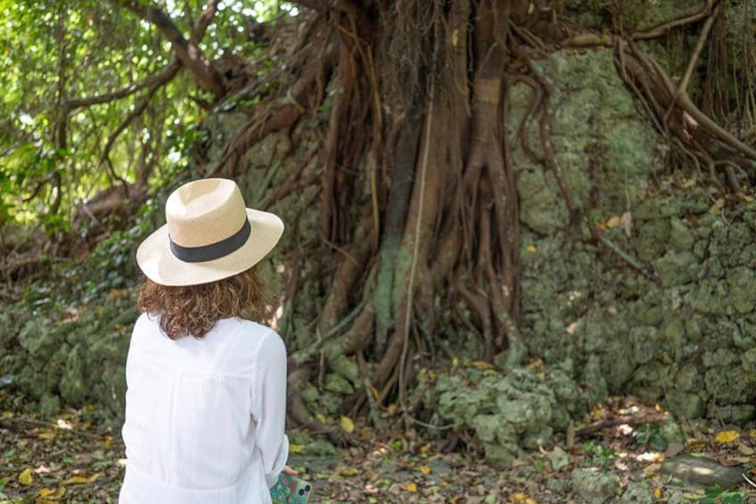 Eine Person in weißem Hemd und Hut steht in einem bewaldeten Gebiet neben einem großen Baum mit weit ausgreifenden Wurzeln. 4