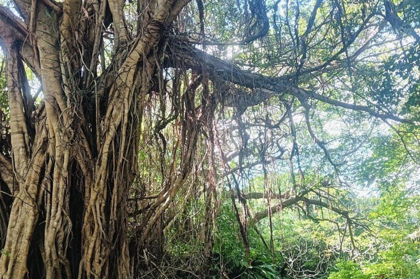 Ein großer Baum mit weitverzweigten Wurzeln und dichtem Laubwerk. 5