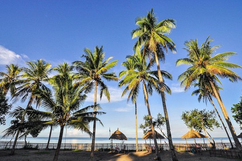 A beach with palm trees and thatched umbrellas. 5