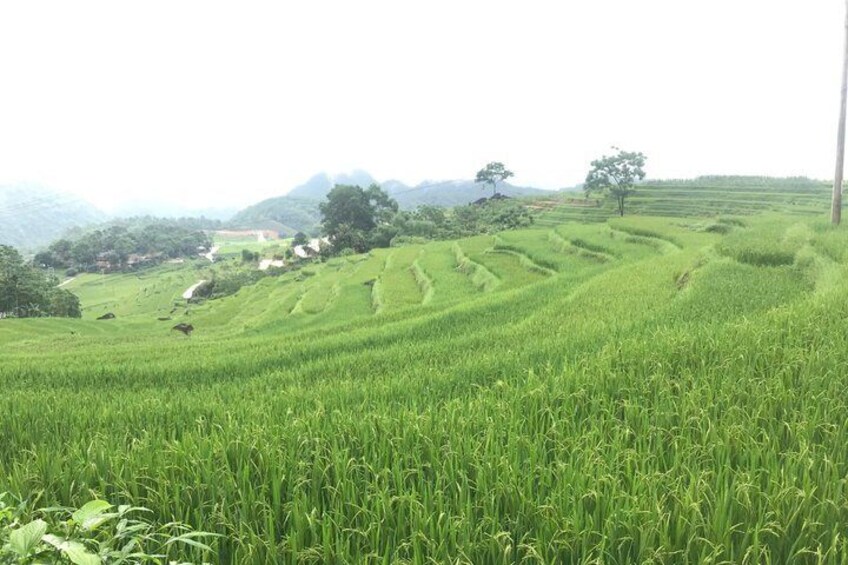 HANOI – PÙ LUÔNG – PHONG NHA ( 3 Days 2 Night - 2N in Pù Luông 2