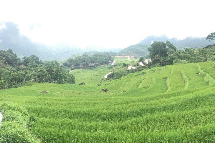 HANOI – PÙ LUÔNG – PHONG NHA ( 3 Days 2 Night - 2N in Pù Luông 4