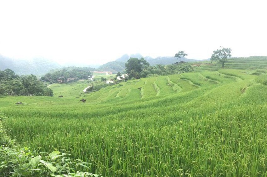 HANOI – PÙ LUÔNG – PHONG NHA ( 3 Days 2 Night - 2N in Pù Luông 3