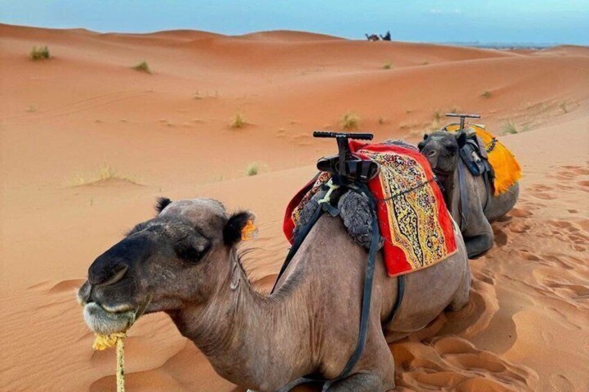 6 Day desert tour from Marrakech to Fez [ 2nights in desert ] 1