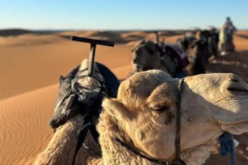 A camel with a saddle and a person in the background. 5