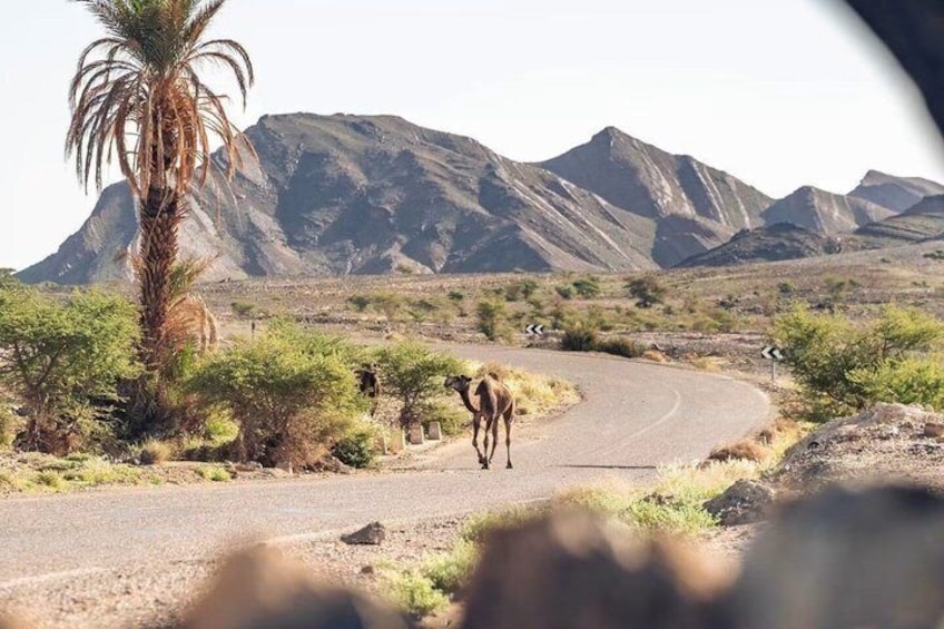 6 Days From Marrakech To Fez Via Desert Tour And Gorges 5