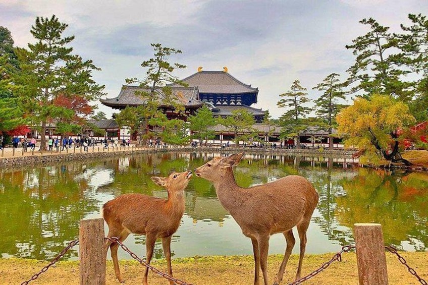 Twee hertenbeeldjes bij een vijver met traditionele Japanse architectuur op de achtergrond. 4