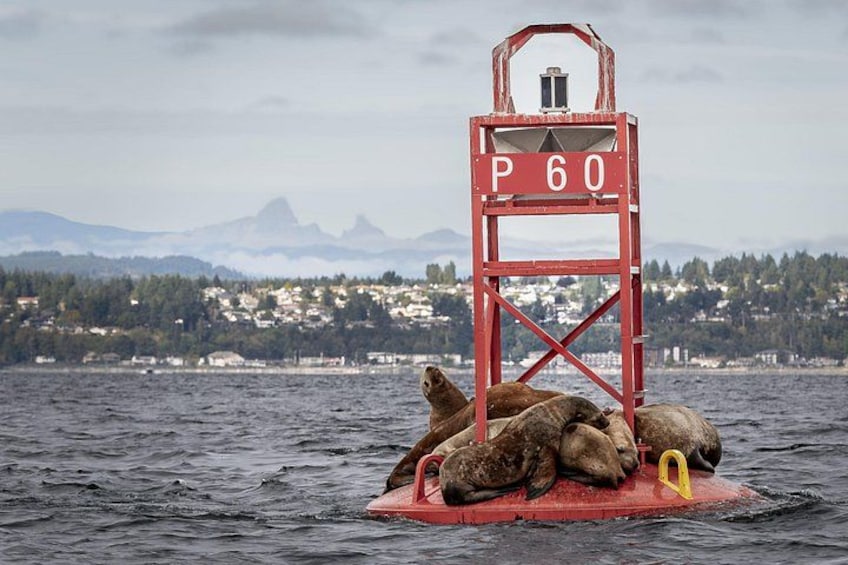 Une bouée rouge portant le numéro P60, flottant sur l’eau et entourée de phoques. 2