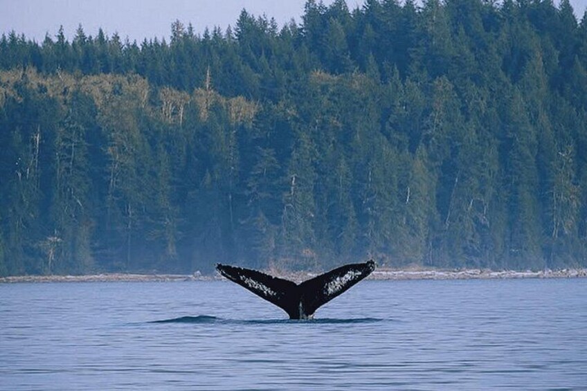 A whale's tail fin breaching the water surface with a forested shoreline in the background. 3