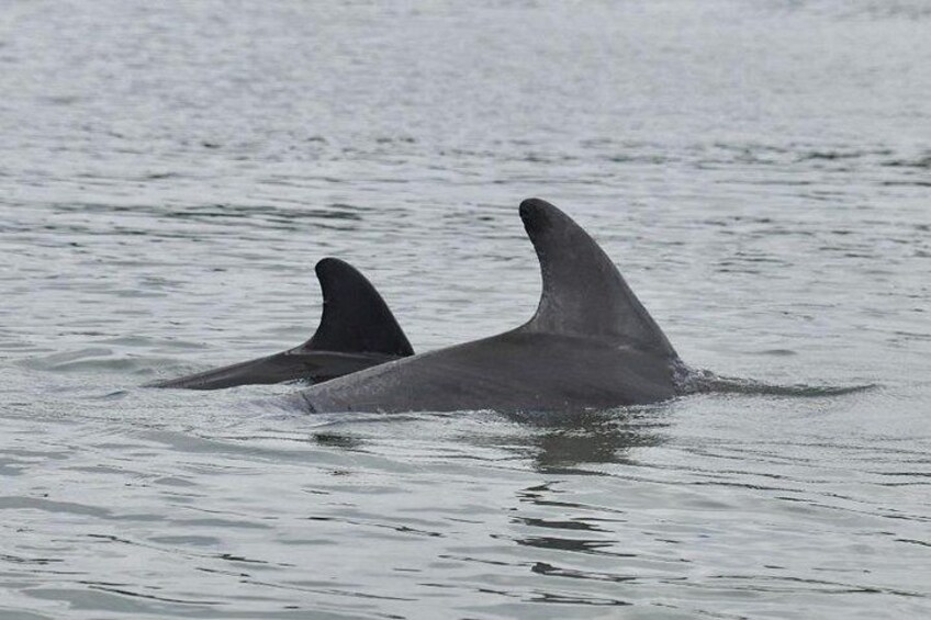 Marco Island and Naples Pedal or Paddle Kayak Tour 2