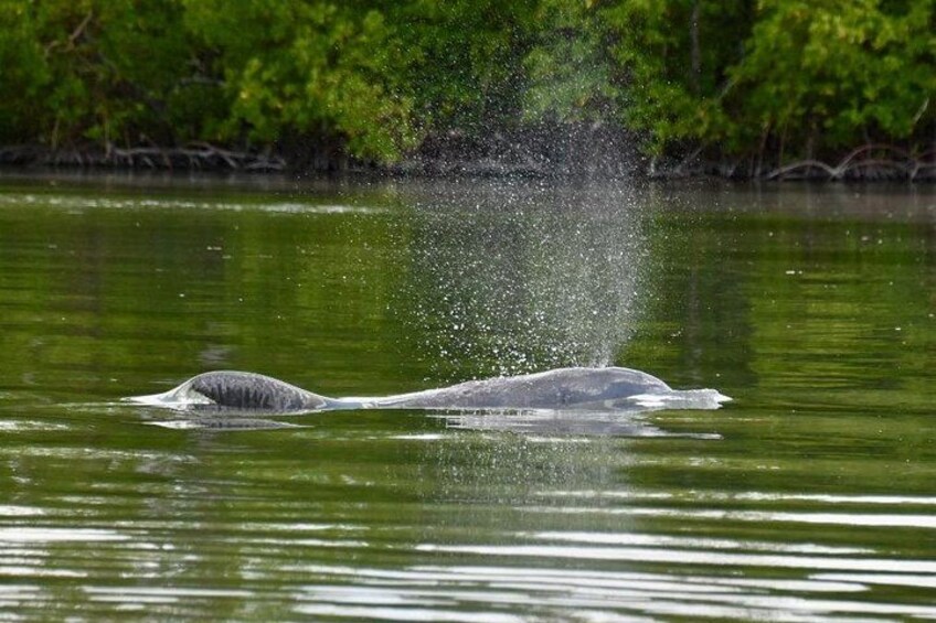 Marco Island and Naples Pedal or Paddle Kayak Tour 4