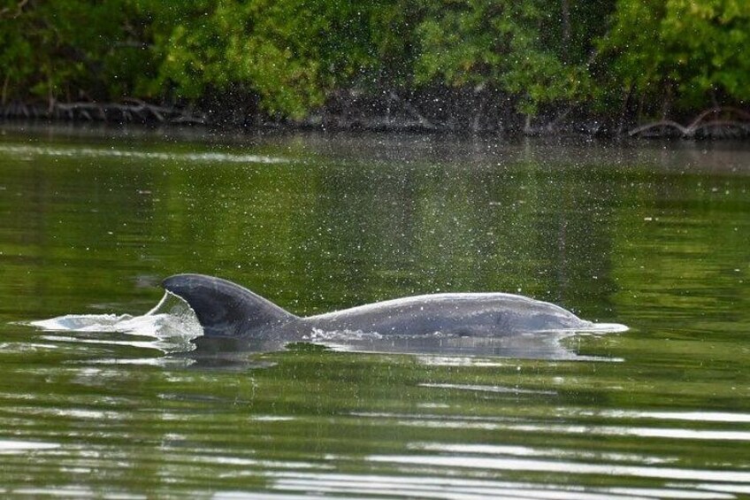 Marco Island and Naples Pedal or Paddle Kayak Tour 3