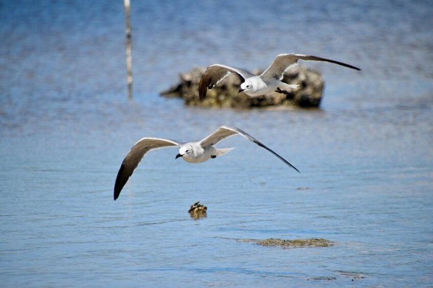 Marco Island and Naples Pedal or Paddle Kayak Tour 4
