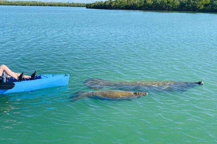 Marco Island and Naples Pedal or Paddle Kayak Tour 2
