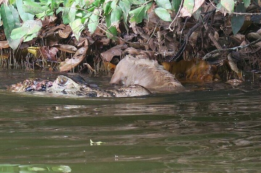 A crocodile in water with a large fish nearby. 3
