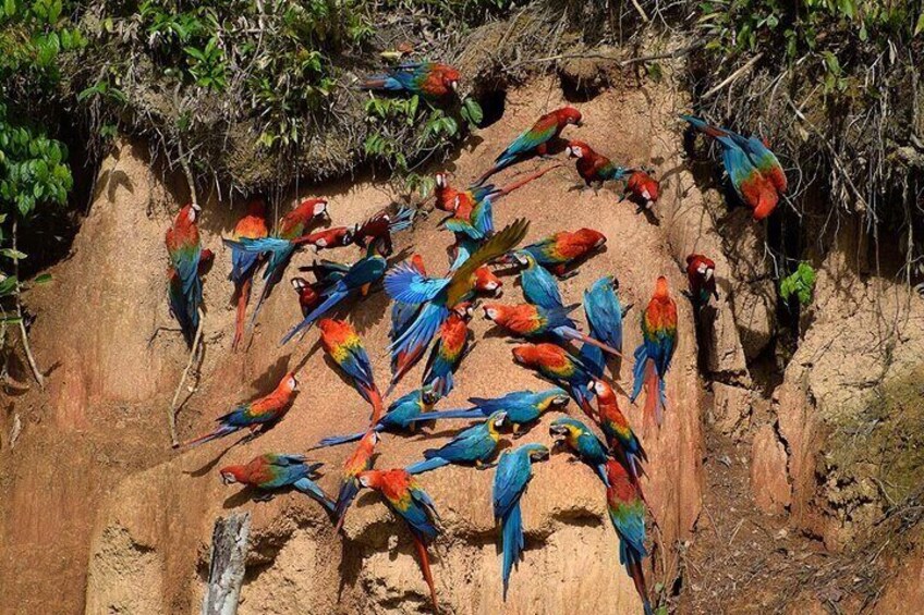 A group of colorful macaws perched on a rocky cliff. 1