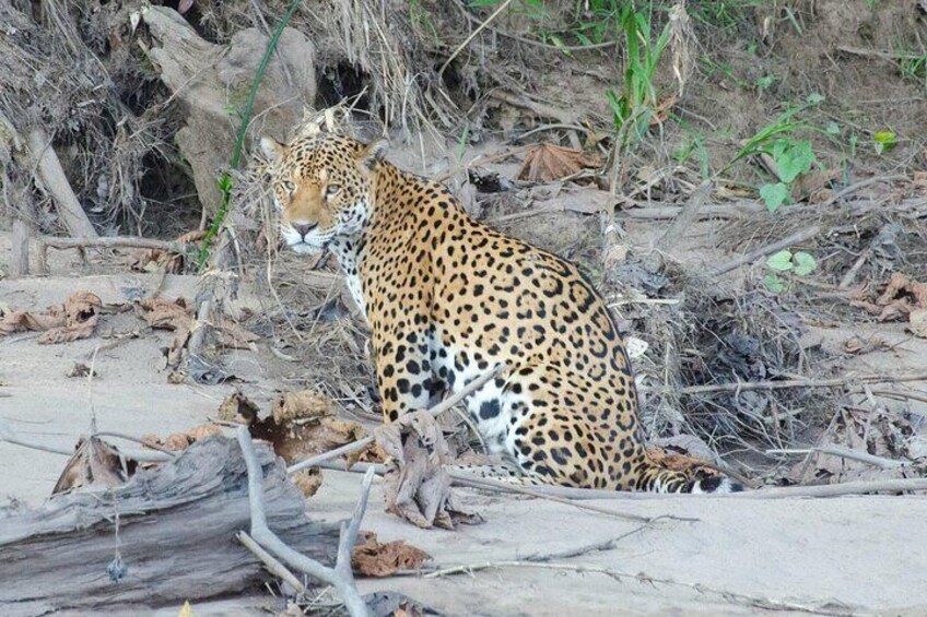 A leopard resting on a dry, leaf-covered ground with scattered branches and rocks. 5