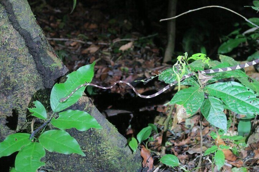 A forest scene with a moss-covered tree trunk, green leaves, and a vine with brown tendrils. 4
