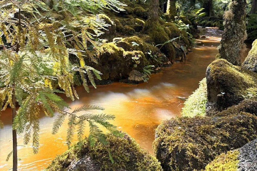 A forest stream with moss-covered rocks and ferns. 3