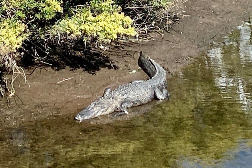 We might even see this little guy during our tour 2