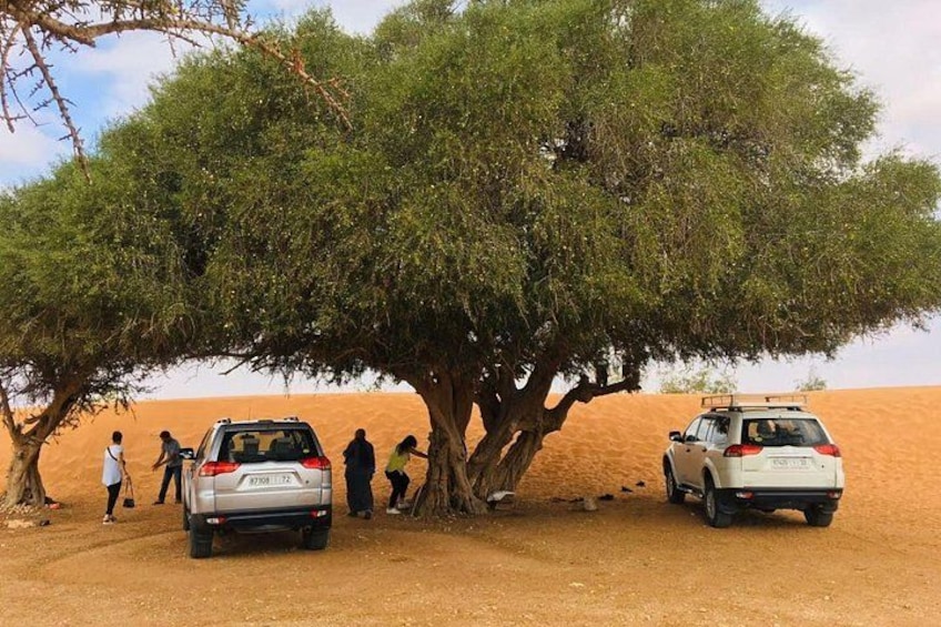 A desert landscape with two cars parked under a large tree, surrounded by people. 3