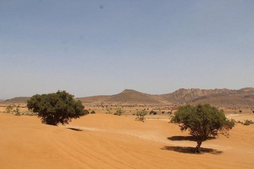 A desert landscape with sand dunes and sparse vegetation. 5