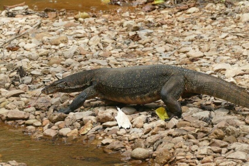 A monitor lizard on a rocky riverbank. 1