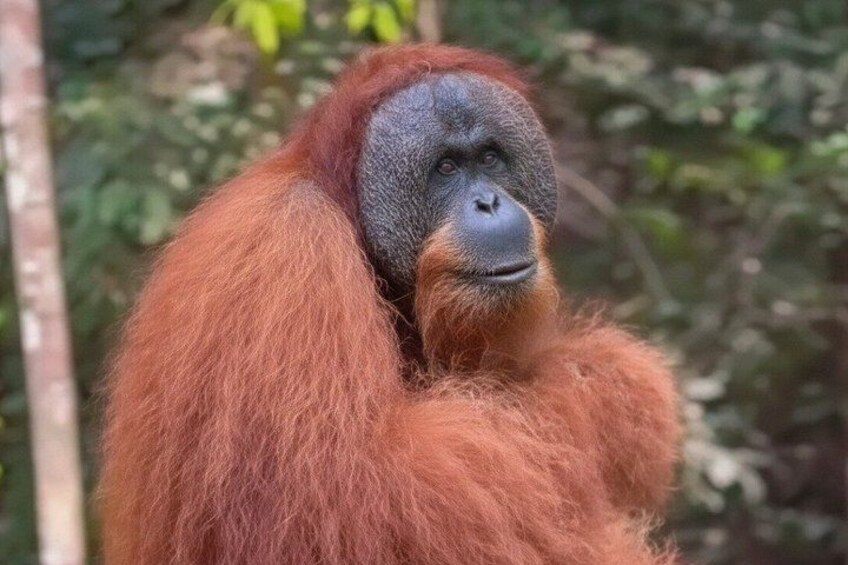 North Sumatra : 6-Days private volcano , Lake & Jungle trekking 1