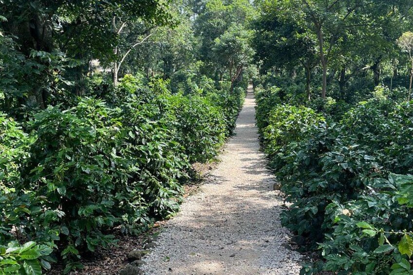 A gravel path flanked by dense green foliage in a forested area. 4