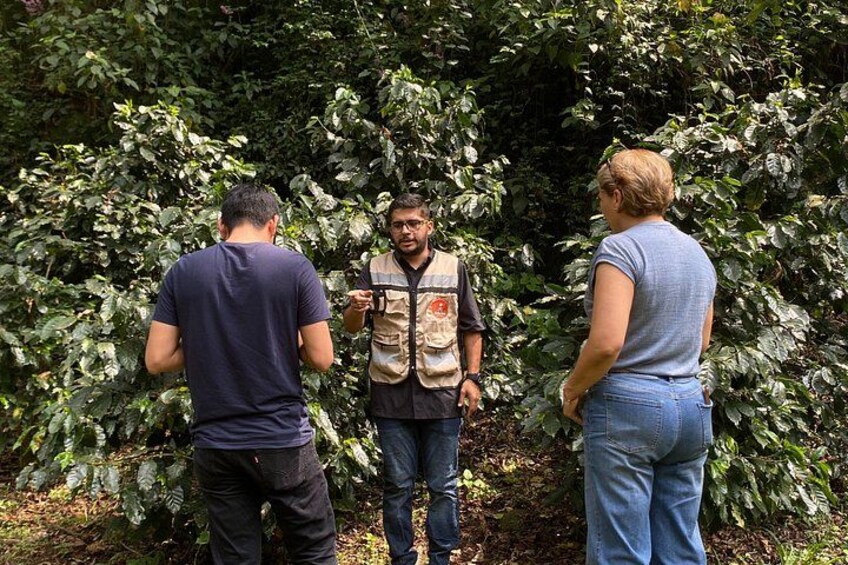 Three people standing outdoors, one in a patterned shirt and another in a blue shirt, with dense foliage in the background. 2
