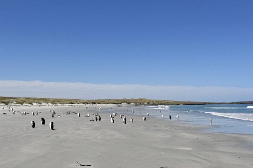 Falkland Islands Berthas Beach Wildlife Adventure Tour 5