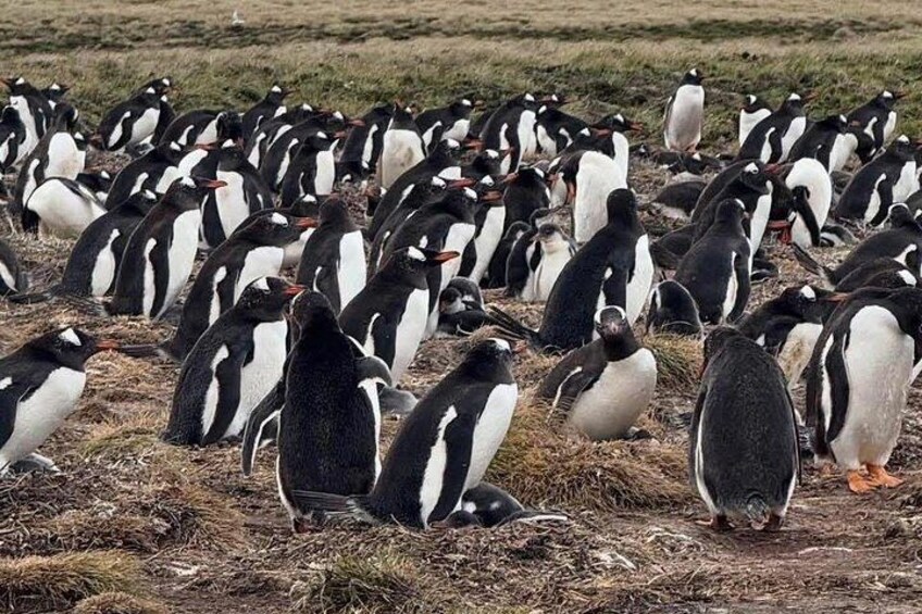 Falkland Islands Berthas Beach Wildlife Adventure Tour 1